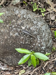 Microlophus bivittatus