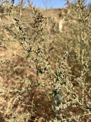 Atriplex lentiformis