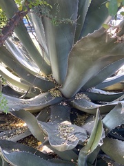 Agave