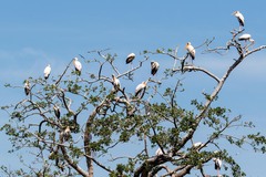 Mycteria ibis