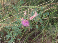Mimosa dysocarpa