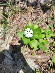 Catharanthus roseus