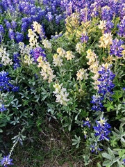 Lupinus texensis