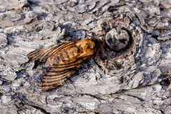 Acherontia atropos