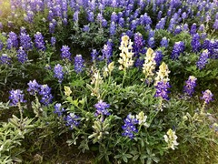 Lupinus texensis