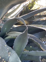 Agave