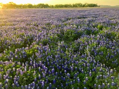 Lupinus texensis