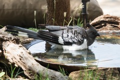 Corythaixoides leucogaster