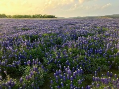 Lupinus texensis