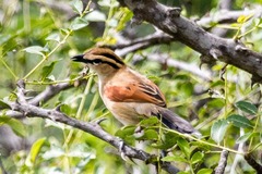 Tchagra australis