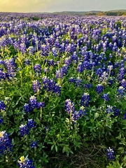 Lupinus texensis