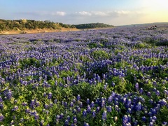Lupinus texensis