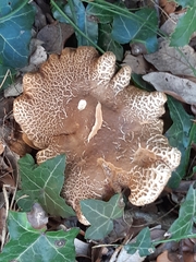 Boletus reticulatus