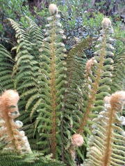 Polystichum speciosissimum