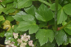 Ligusticum scothicum