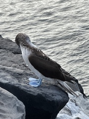 Sula nebouxii excisa