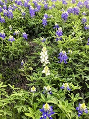 Lupinus texensis