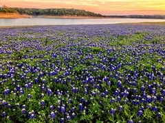 Lupinus texensis