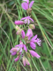Polygala cretacea