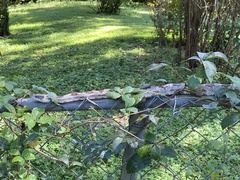 Pantherophis alleghaniensis