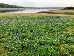 Lupinus texensis