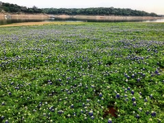 Lupinus texensis