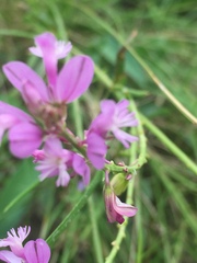 Polygala cretacea