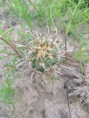 Ancistrocactus scheeri