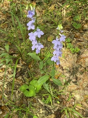 Lobelia amoena