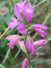 Polygala cretacea