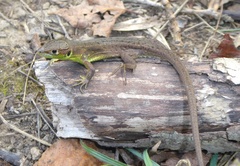 Lacerta bilineata