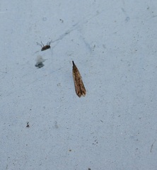 Insecta