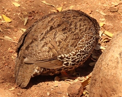 Pternistis natalensis