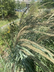 Panicum amarum