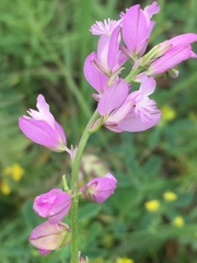 Polygala cretacea