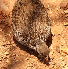 Pternistis natalensis