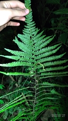 Microlepia strigosa