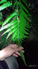 Microlepia strigosa