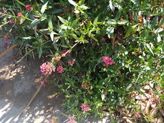 Centranthus ruber