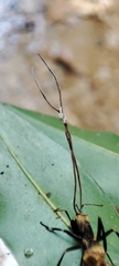 Ophiocordyceps