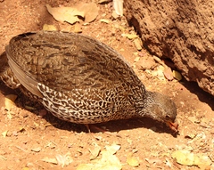 Pternistis natalensis