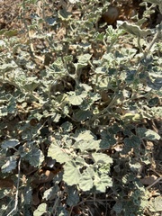 Malvella leprosa