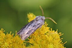 Agrotis venerabilis