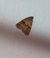 Noctuoidea