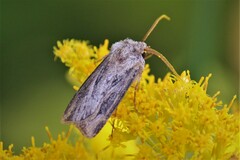 Agrotis venerabilis