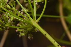 Ligusticum scothicum
