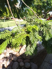 Leucaena leucocephala