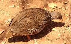 Pternistis natalensis