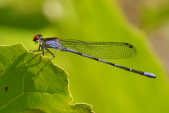 Argia oenea
