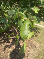 Acraspis quercushirta